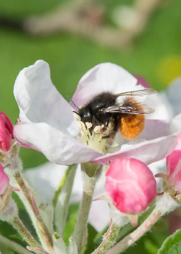 Wildbiene + Partner, ein Kampf für die Artenvielfalt